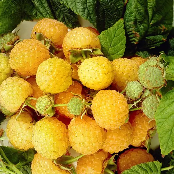 Twotimer Sugana Yellow (kétszertermő sárga) málnatő